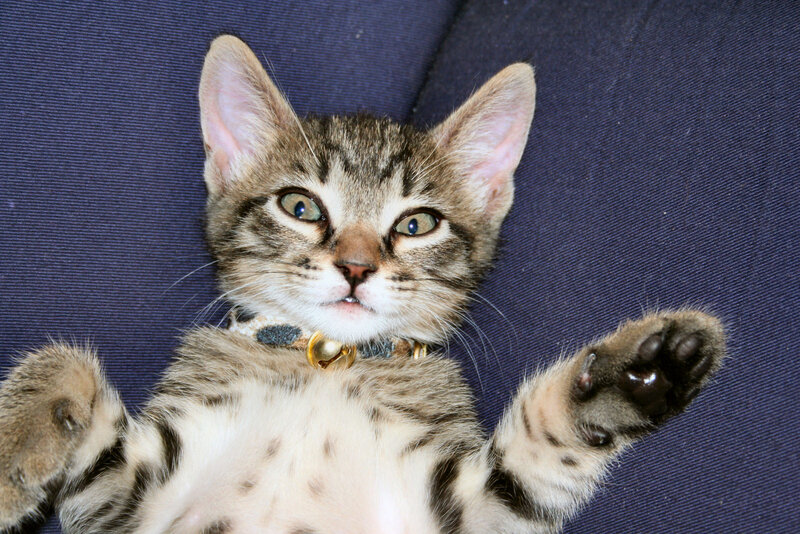 tabby kitten on its back