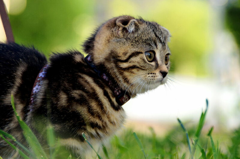 Tabby Kitten on Leash