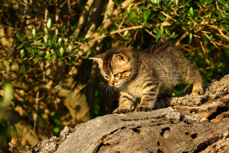 Tabby Kitten on Log — Brown, Calm