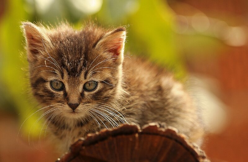 Tabby Kitten on Log — Brown