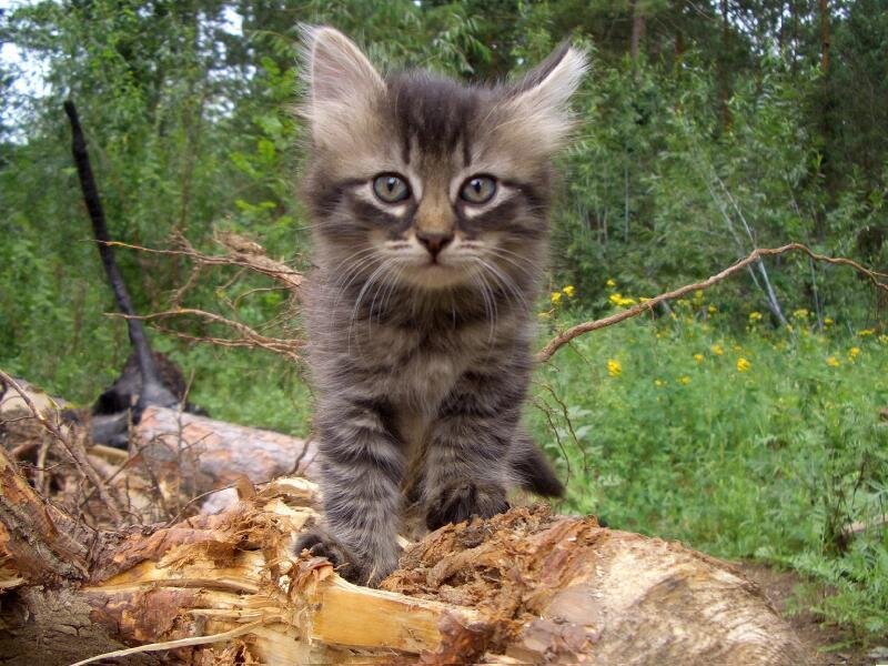 Tabby Kitten on Log