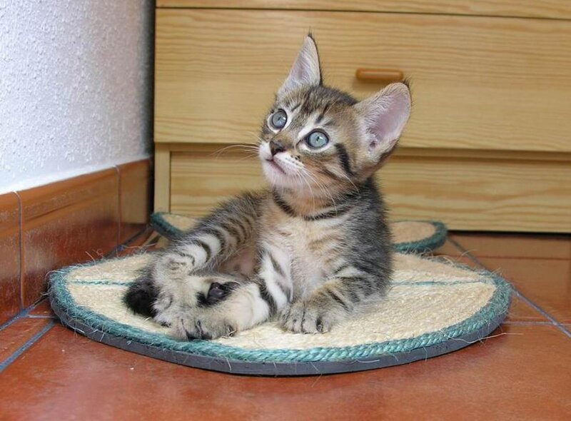 Tabby Kitten on Mat
