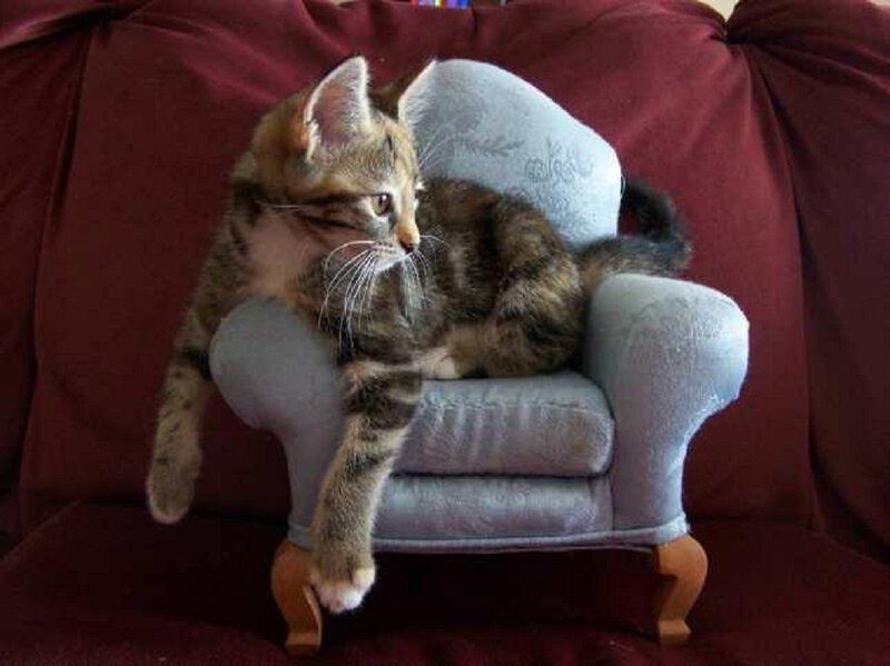 Tabby Kitten on Miniature Chair