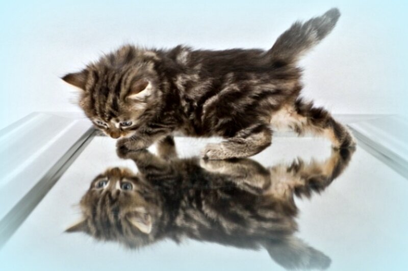 Tabby Kitten on Mirror