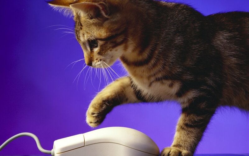 Tabby Kitten on Mouse