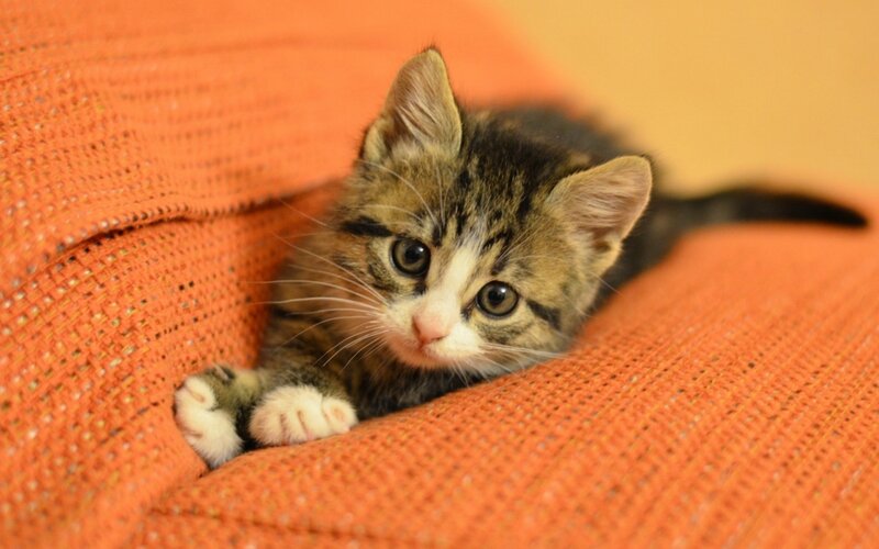Tabby Kitten on Orange — Calm