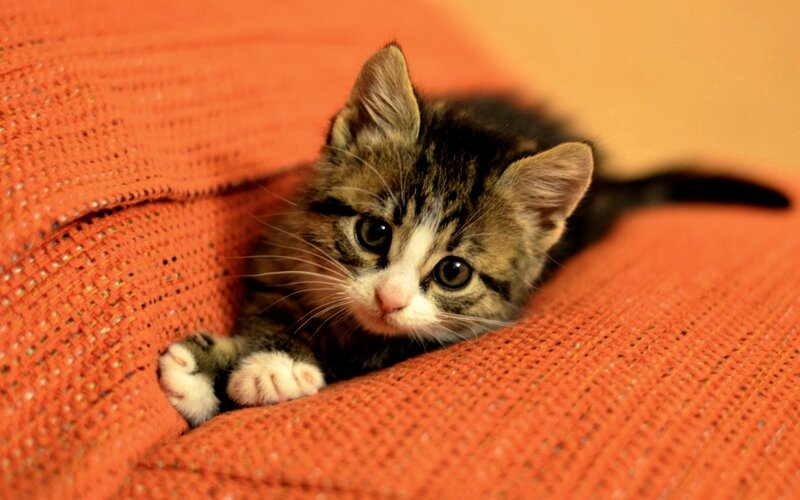 Tabby Kitten on Orange Fabric