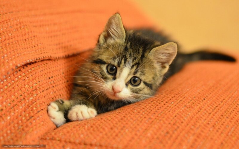 Tabby Kitten on Orange