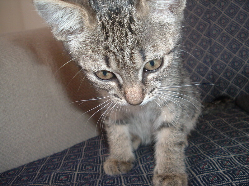 tabby kitten on patterned couch