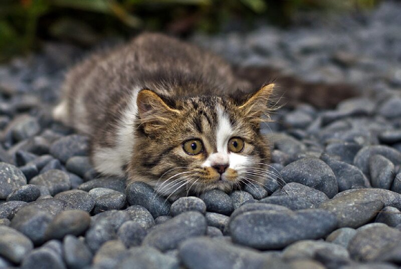Tabby Kitten on Pebbles — Gray
