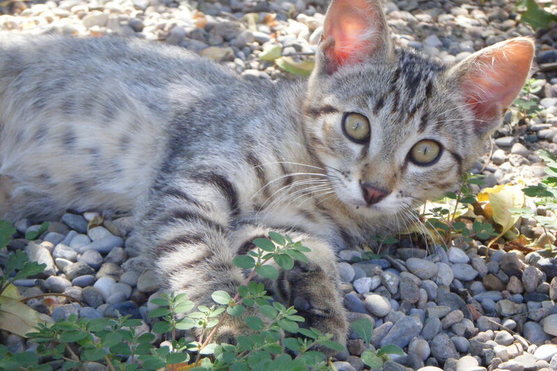 Tabby Kitten on Pebbles
