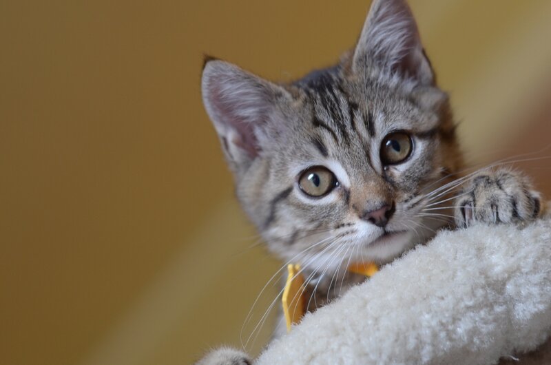 Tabby Kitten on Perch