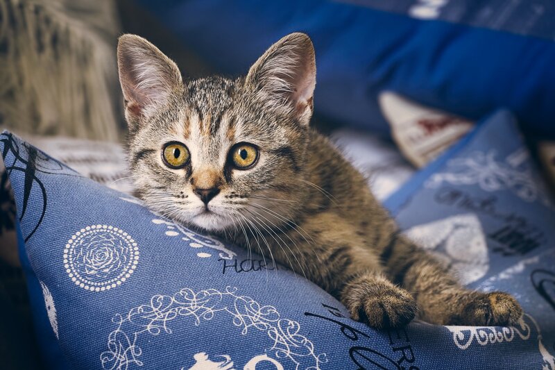 Tabby Kitten on Pillow