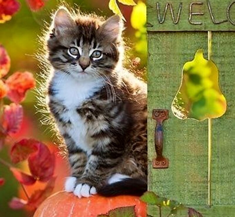 Tabby Kitten on Pumpkin — Orange