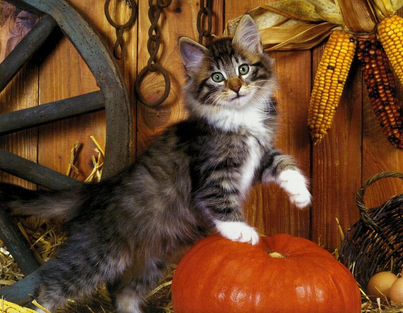 Tabby Kitten on Pumpkin