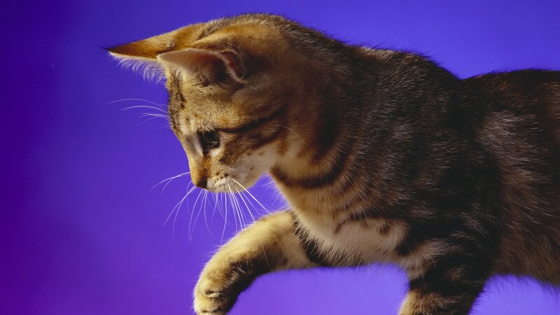 tabby kitten on purple background