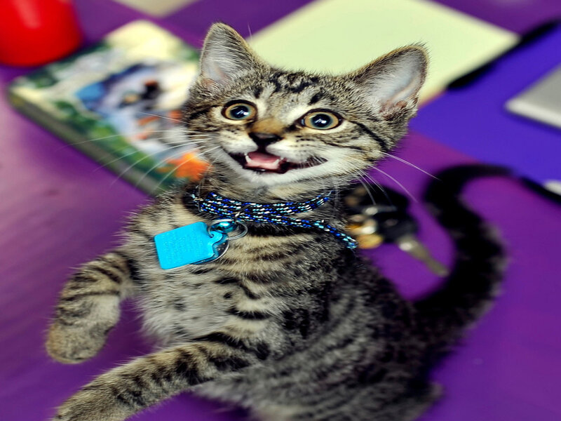 Tabby Kitten on Purple Surface