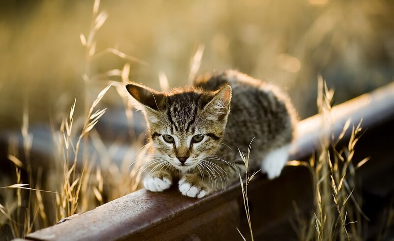 Tabby Kitten on Rail