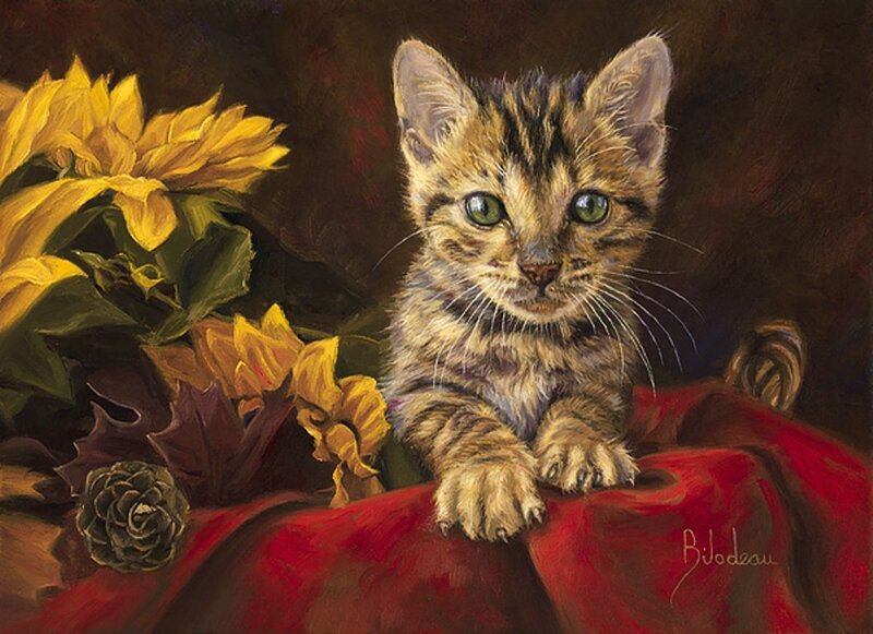 Tabby Kitten on Red Cloth
