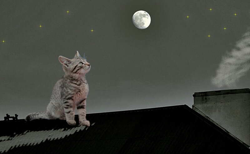 Tabby Kitten on Roof — Gray