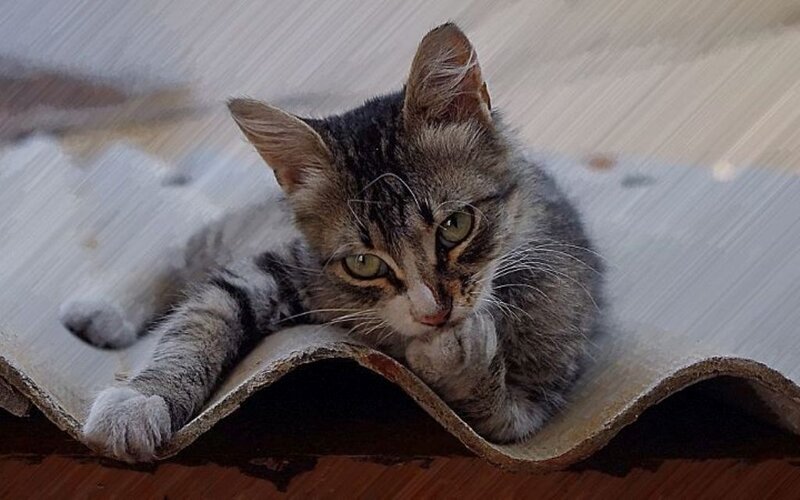 Tabby Kitten on Roof