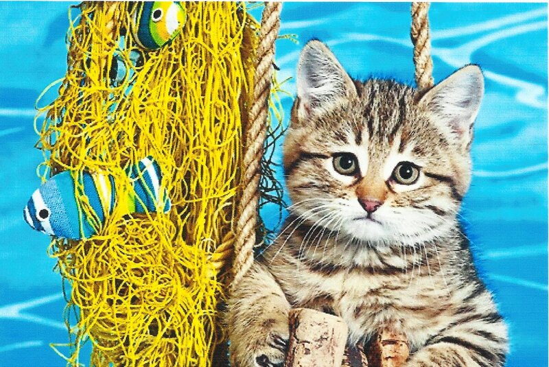 Tabby Kitten on Rope — Blue