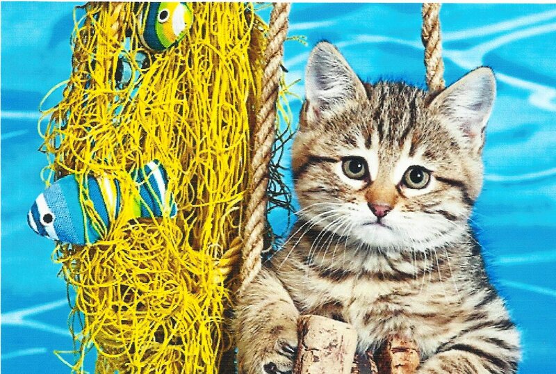 Tabby Kitten on Rope