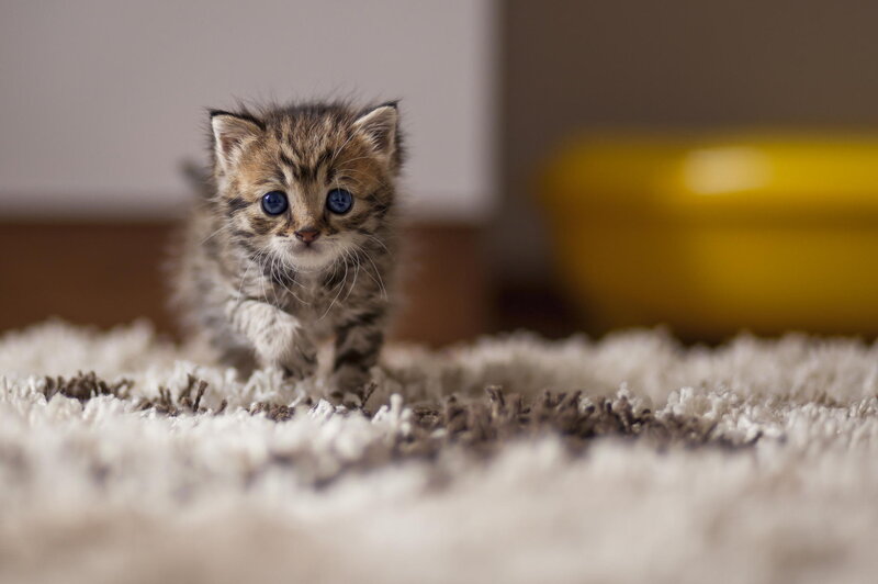 Tabby Kitten on Rug — Brown, Innocent
