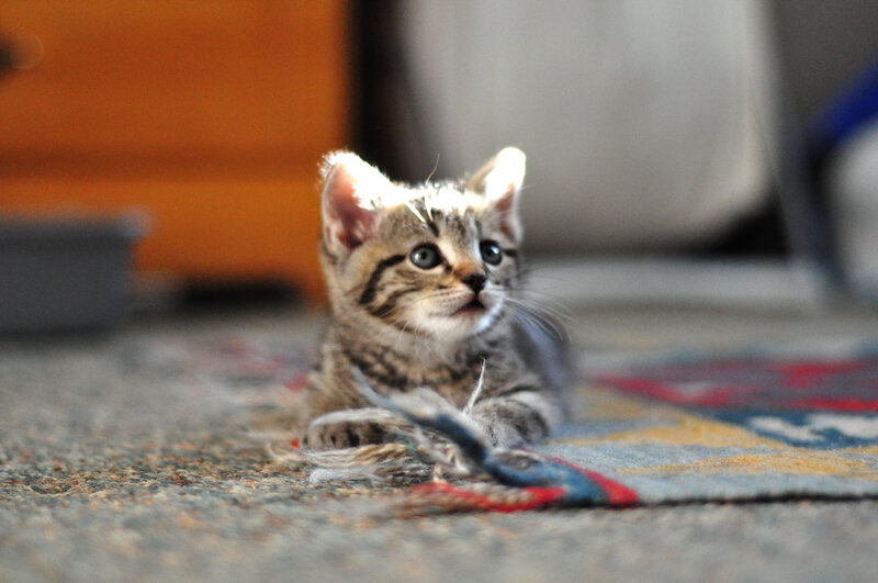 Tabby Kitten on Rug