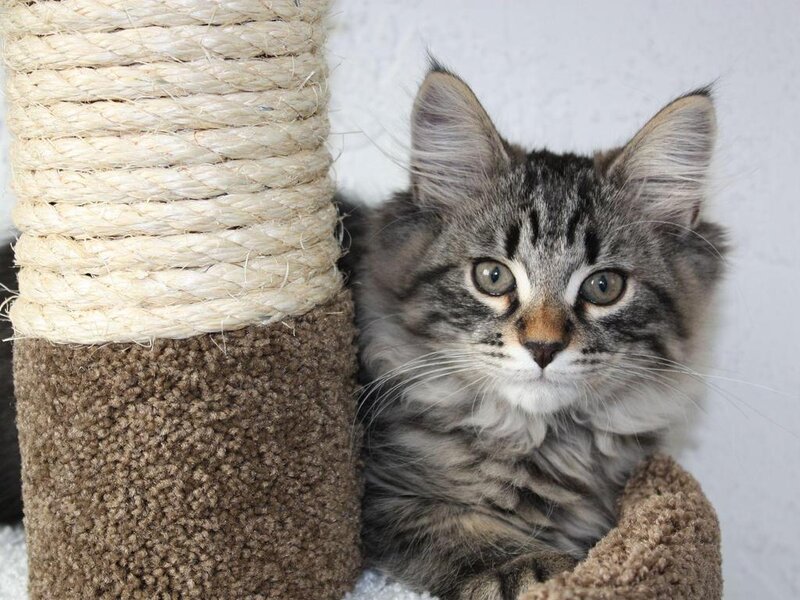 Tabby Kitten on Scratching Post
