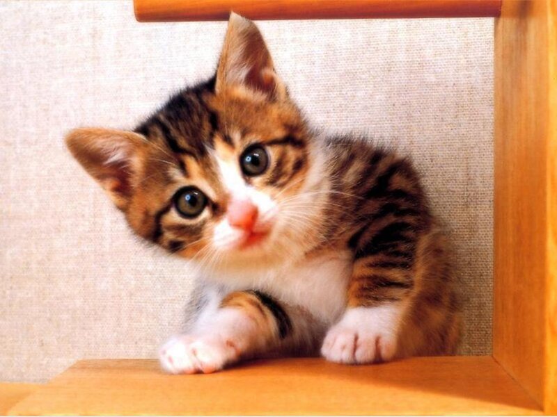 Tabby Kitten on Shelf — Brown