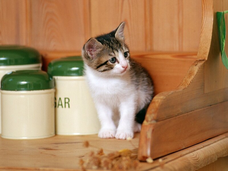 Tabby Kitten on Shelf