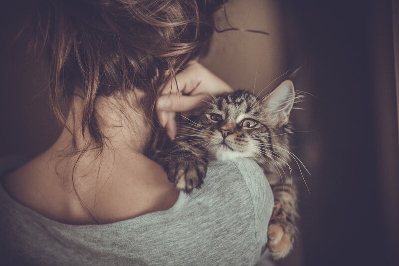 Tabby Kitten on Shoulder