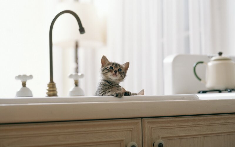 Tabby Kitten on Sink