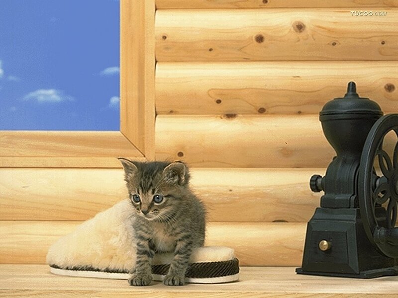 Tabby Kitten on Slipper
