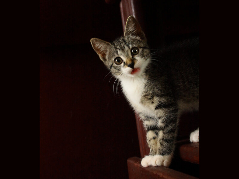 Tabby Kitten on Stairs — Brown