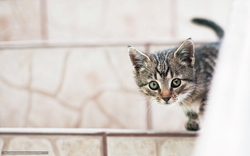 Tabby Kitten on Stairs — Gray, Curious, Photograph