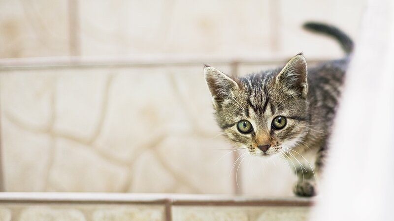 Tabby Kitten on Stairs — Gray, Curious, Photograph, Wall
