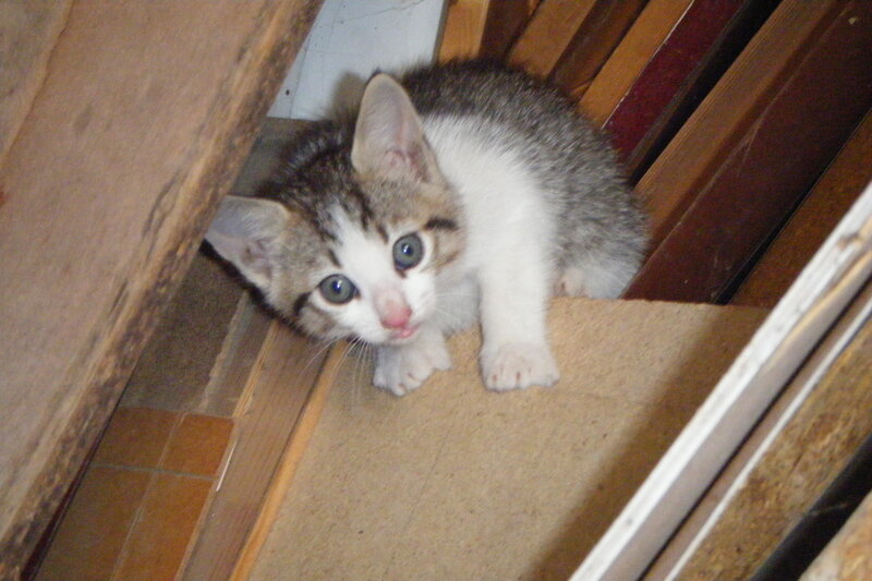 Tabby Kitten on Stairs