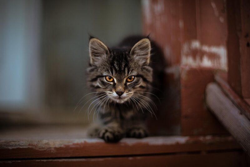 Tabby Kitten on Step