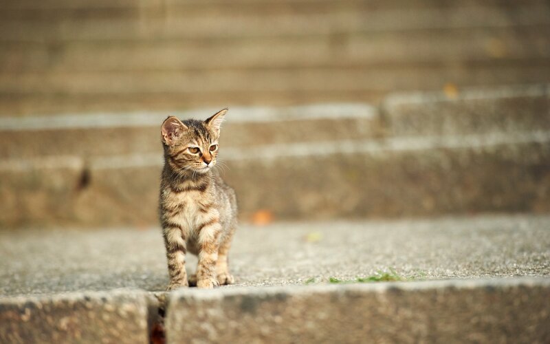 Tabby Kitten on Steps — Brown