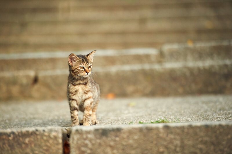 Tabby Kitten on Steps