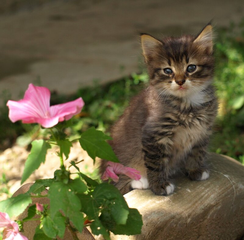 Tabby Kitten on Stone