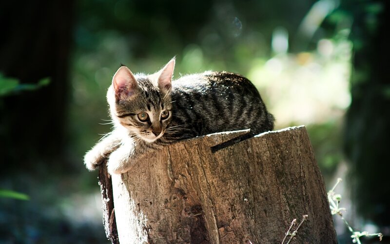 Tabby Kitten on Stump — Brown, Calm, Afternoon