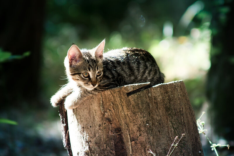 Tabby Kitten on Stump — Brown