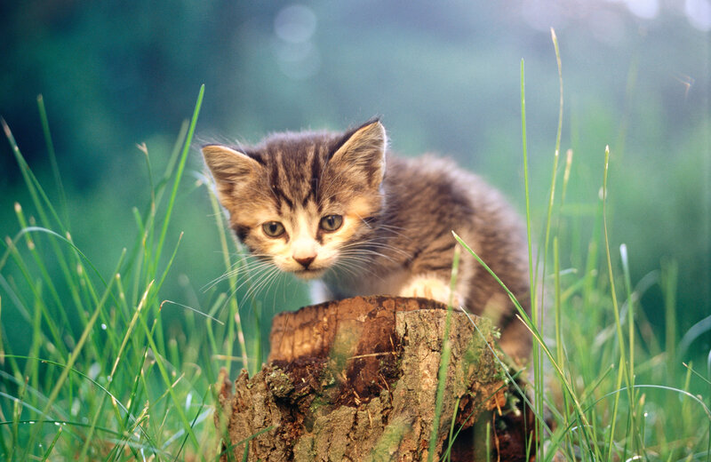 Tabby Kitten on Stump — Green