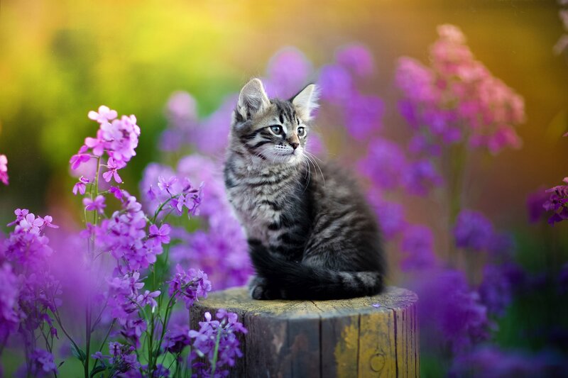 Tabby Kitten on Stump — Purple