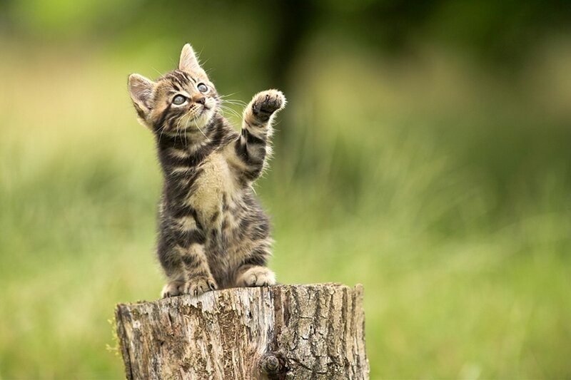 Tabby Kitten on Stump