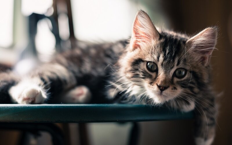 Tabby Kitten on Table — Brown, Calm, Afternoon