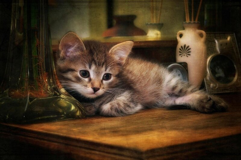 Tabby Kitten on Table — Brown